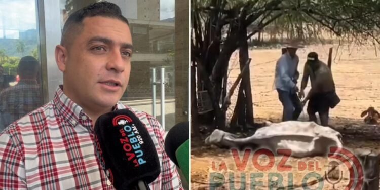 Más de 100 reses muertas y ganaderos vendiendo a pérdida por golpe de calor en Valle de San Juan