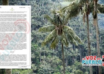 Declaran el primer santuario del país para proteger la Palma de Cera entre Ibagué y Cajamarca