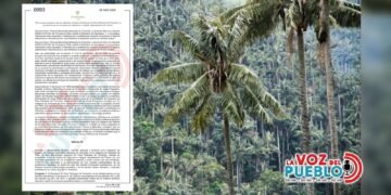 Declaran el primer santuario del país para proteger la Palma de Cera entre Ibagué y Cajamarca