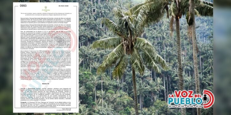 Declaran el primer santuario del país para proteger la Palma de Cera entre Ibagué y Cajamarca