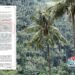 Declaran el primer santuario del país para proteger la Palma de Cera entre Ibagué y Cajamarca