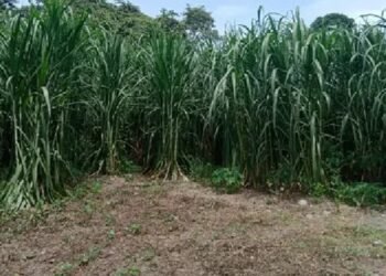 Ola de calor afecta cultivos y producción agrícola en la zona rural de Ibagué