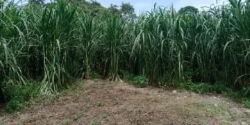 Ola de calor afecta cultivos y producción agrícola en la zona rural de Ibagué