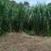 Ola de calor afecta cultivos y producción agrícola en la zona rural de Ibagué