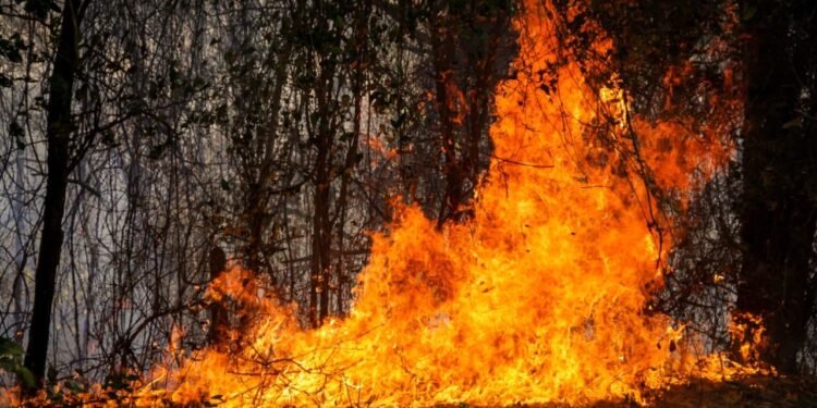 Se declara la calamidad pública en el Tolima ante emergencia por incendios