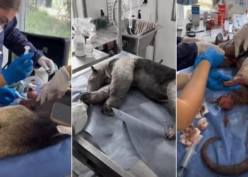 Escapó del fuego, pero no de sus heridas: muere oso hormiguero víctima de los incendios en Coyaima