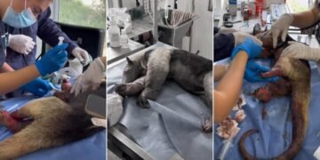 Escapó del fuego, pero no de sus heridas: muere oso hormiguero víctima de los incendios en Coyaima