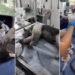 Escapó del fuego, pero no de sus heridas: muere oso hormiguero víctima de los incendios en Coyaima