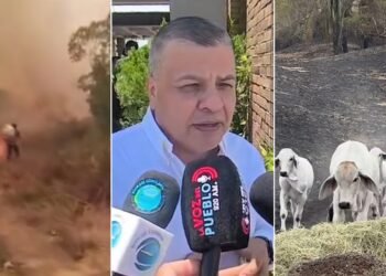 “Los ganaderos están llorando”: alcalde del Guamo pide ayuda urgente para alimentar animales tras reunión con De La Espriella