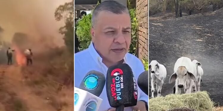 “Los ganaderos están llorando”: alcalde del Guamo pide ayuda urgente para alimentar animales tras reunión con De La Espriella