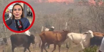 Natagaima tiene 24.000 reses en riesgo y pide ayuda para garantizar agua y alimento al campo
