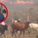 Natagaima tiene 24.000 reses en riesgo y pide ayuda para garantizar agua y alimento al campo