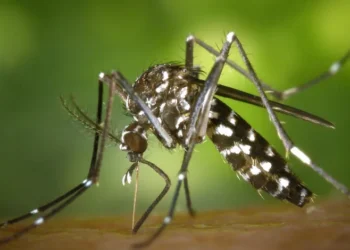 Secretaría de Salud llama a prevenir el dengue ante aumento de temperaturas