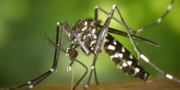 Secretaría de Salud llama a prevenir el dengue ante aumento de temperaturas