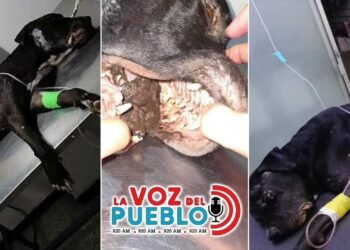 Seis años después, condenan al hombre que enterró vivo al perro lucio en Flandes