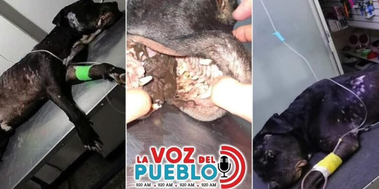 Seis años después, condenan al hombre que enterró vivo al perro lucio en Flandes