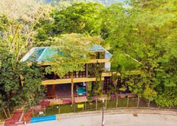 Ibagué necesita más árboles para reducir sus emisiones de CO₂: investigadores de la Universidad del Tolima