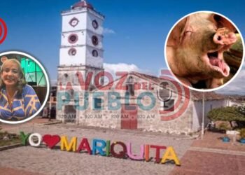 Murió Rafael tras mordida de un cerdo padrón en Mariquita