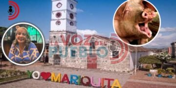 Murió Rafael tras mordida de un cerdo padrón en Mariquita