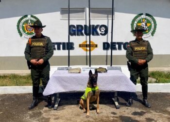 Canino Rex detectó 504 gramos de marihuana en una encomienda en Ibagué