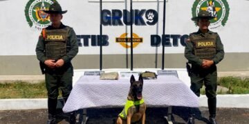 Canino Rex detectó 504 gramos de marihuana en una encomienda en Ibagué