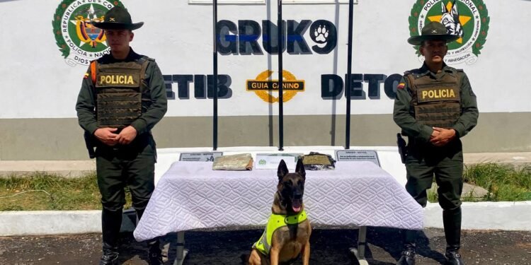 Canino Rex detectó 504 gramos de marihuana en una encomienda en Ibagué