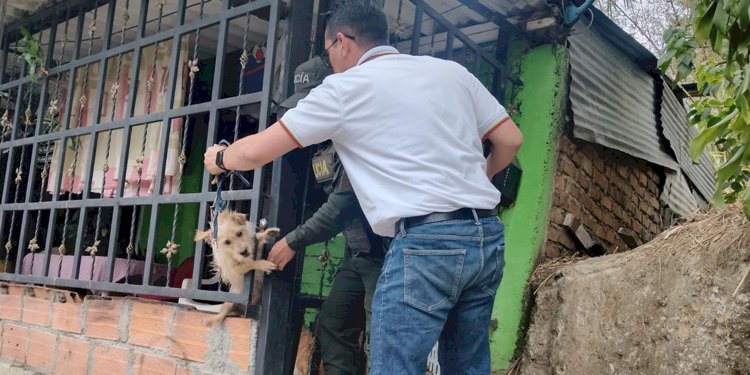 Rescataron a perrito que permanecía amarrado a la reja de una casa