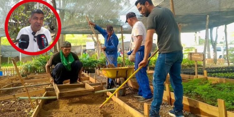 “El café ya se está muriendo”: alcalde de Anzoátegui alerta por pérdidas agrícolas ante el intenso verano