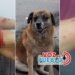 ¡Pudo terminar en tragedia! Perro callejero atacó a un hombre en Cajamarca y lo dejó hospitalizado en Ibagué