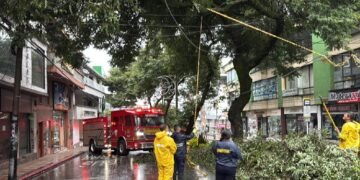 Bomberos de Ibagué atendieron emergencias por caída de árboles