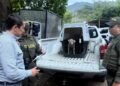 Rescataron a una perrita con desnutrición severa por presunto maltrato animal en Ibagué