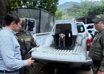 Rescataron a una perrita con desnutrición severa por presunto maltrato animal en Ibagué
