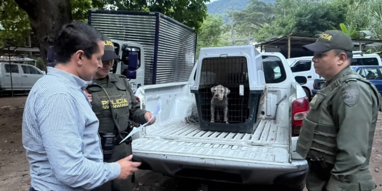 Rescataron a una perrita con desnutrición severa por presunto maltrato animal en Ibagué