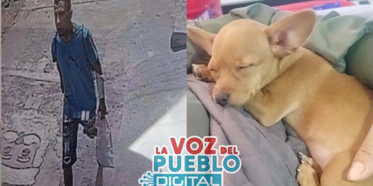 Con cartel en el pecho Matías un niño de seis años, busca desesperadamente a su perrita en Ibagué