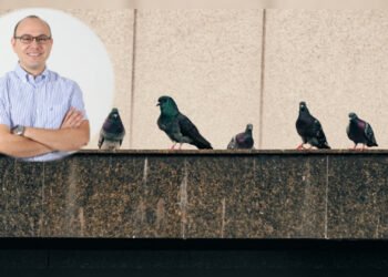 Alimentar a las palomas sería una de las causas de su sobrepoblación en Ibagué
