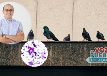 ¡Alerta! Encontrada bacteria mortal en Heces de palomas