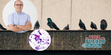 ¡Alerta! Encontrada bacteria mortal en Heces de palomas
