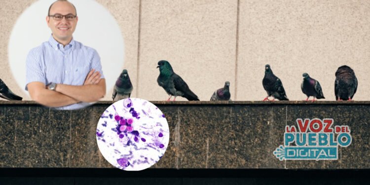 ¡Alerta! Encontrada bacteria mortal en Heces de palomas