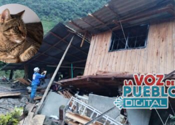 Apareció milagrosamente la gatica desaparecida en la avalancha de Pico de Oro