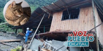 Apareció milagrosamente la gatica desaparecida en la avalancha de Pico de Oro