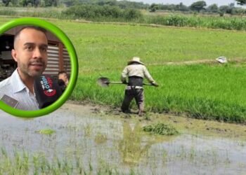 Costos de producción y cobro por uso del agua tienen en jaque a los arroceros del Tolima
