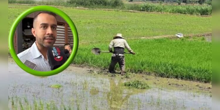 Costos de producción y cobro por uso del agua tienen en jaque a los arroceros del Tolima