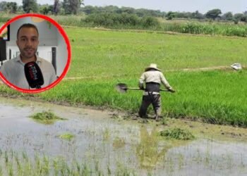 Gobernación del Tolima quedó por fuera de las mesas entre MinAgricultura y los arroceros