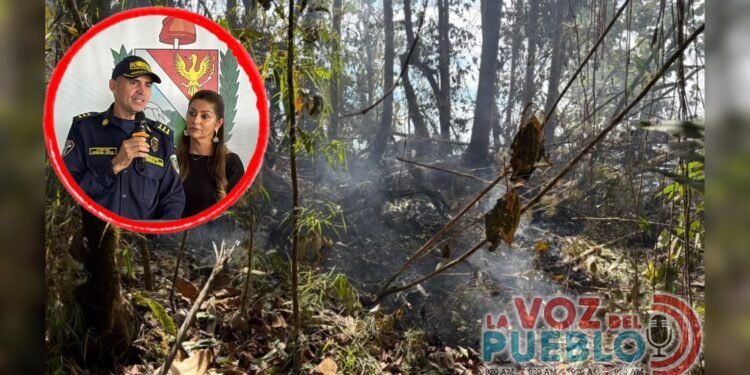 Hojas, raíces y materia en descomposición: la “combustión invisible” que golpea al Bosque de Galilea