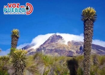 “No se lleven los frailejones”: cortolima endurece vigilancia en la vía a Murillo