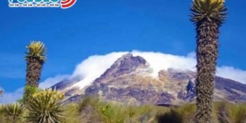 “No se lleven los frailejones”: cortolima endurece vigilancia en la vía a Murillo