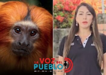 Alerta en el Tolima: Hallan primate muerto cerca de un megacolegio y activan vigilancia por fiebre amarilla