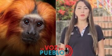 Alerta en el Tolima: Hallan primate muerto cerca de un megacolegio y activan vigilancia por fiebre amarilla