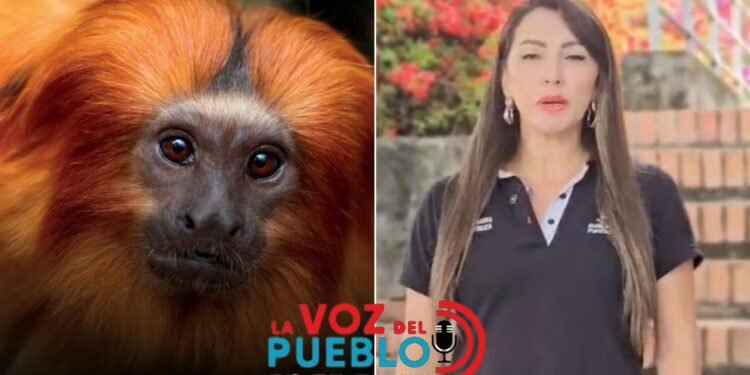 Alerta en el Tolima: Hallan primate muerto cerca de un megacolegio y activan vigilancia por fiebre amarilla