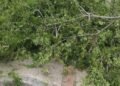 Árbol cayó sobre dos viviendas en el barrio Libertador de Ibagué